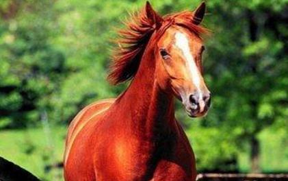 吕布的身世是什么样的 他为什么会这么能打呢