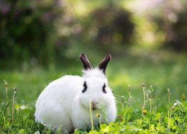 高演是如何继位的