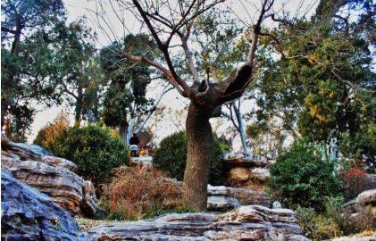 当年崇祯自缢的那颗歪脖子树命运如何 现在还在吗