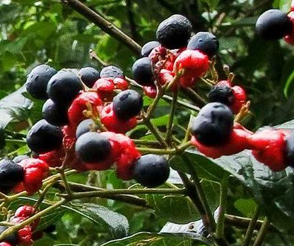 古代犯人得知被抓为什么不跑 如果逃跑又会怎么样