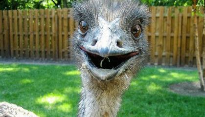 鸸鹋战争是怎么打响的 为什么澳大利亚政府会对这种动物下手呢