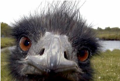 鸸鹋战争是怎么打响的 为什么澳大利亚政府会对这种动物下手呢