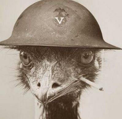 鸸鹋战争是怎么打响的 为什么澳大利亚政府会对这种动物下手呢