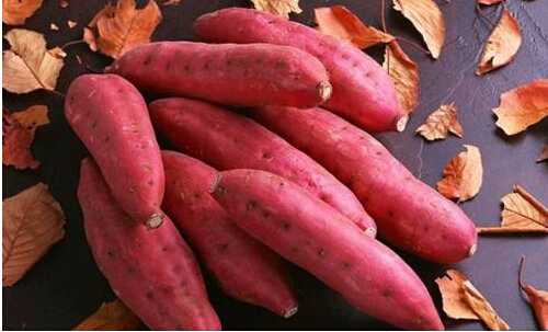 关于白薯的叫法 白薯为什么又称“红苕”？