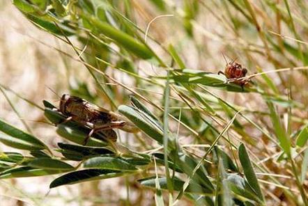 古代蝗灾没粮食吃的时候为什么不吃蝗虫呢