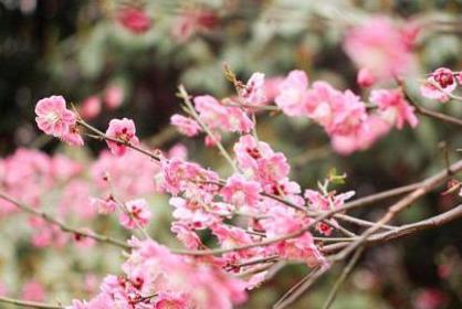 古代最强表白技巧 他是如何让皇帝开口赐婚的