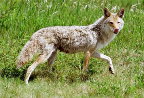 关于草原狼的故事 狼为什么吃羊?