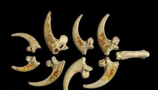 尼安德特人有着怎样的生活习性