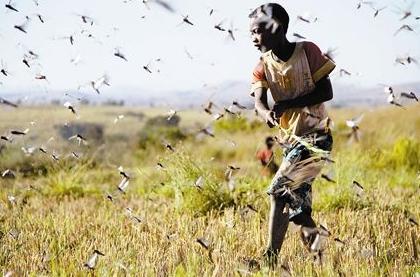 为什么史书中的频频出现的蝗灾到了现在就没有了 其实原因很简单