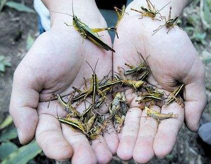 为什么史书中的频频出现的蝗灾到了现在就没有了 其实原因很简单