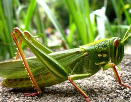 为什么史书中的频频出现的蝗灾到了现在就没有了 其实原因很简单