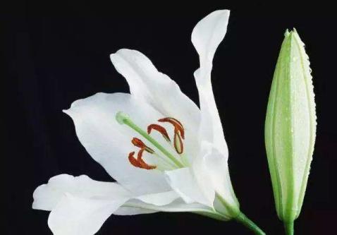 伤寒学派的发展历程是怎么样的