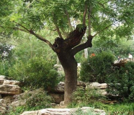 崇祯杀魏忠贤究竟是对是错 如果不杀魏忠贤还会怎么样