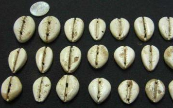 古代贝壳货币是如何发展的