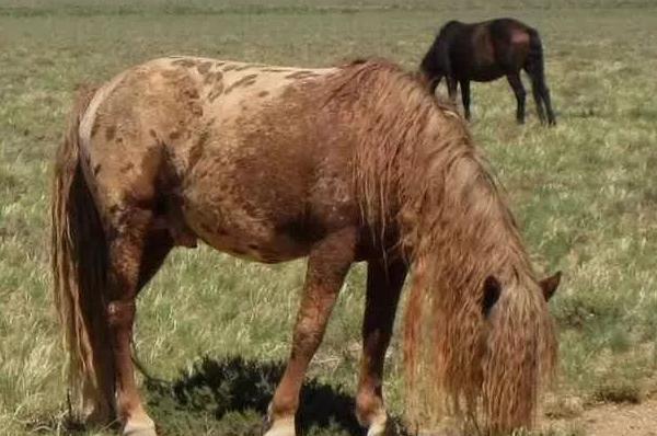 为什么入侵中原的都是北方少数民族