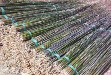 古代竹竿不值钱 为什么小贩还能靠他们赚钱养家呢