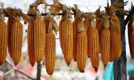 在同样耕地的情况下 清朝的人口是如何快速增长的