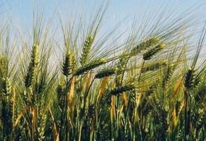 在同样耕地的情况下 清朝的人口是如何快速增长的