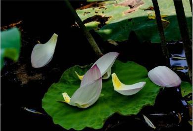 身为古代四大美女之一的西施是怎么消失的 最后去了哪里