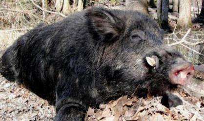 冒顿弑父是怎么回事 他上位为什么干掉自己的老爹呢