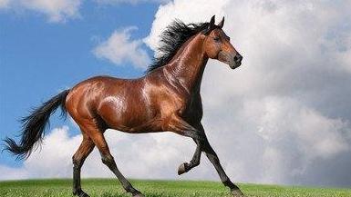 冒顿弑父是怎么回事 他上位为什么干掉自己的老爹呢