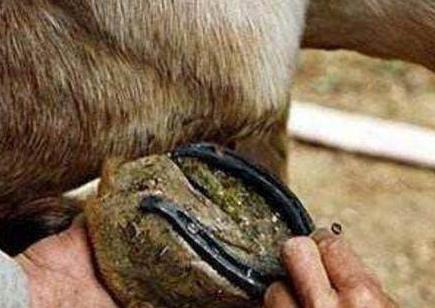 古代战马为什么要打马掌 打马掌的时候会不会对马有伤害呢