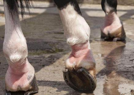 古代战马为什么要打马掌 打马掌的时候会不会对马有伤害呢
