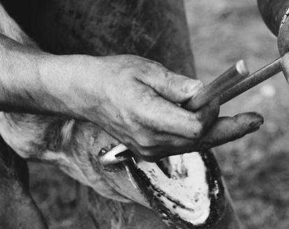 古代战马为什么要打马掌 打马掌的时候会不会对马有伤害呢