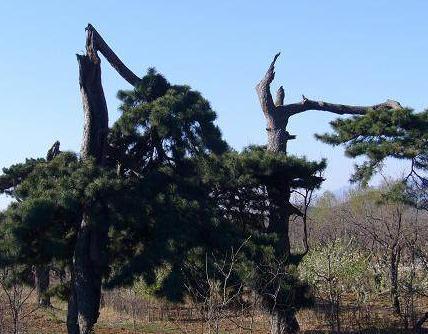 崇祯真的是一个天理不容的昏君吗 为什么他的墓碑总是遭雷劈呢