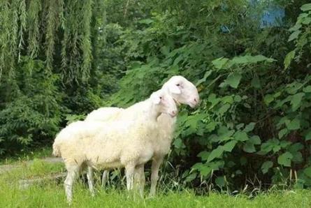 羊肉为什么在日本不受欢迎