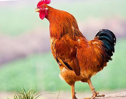 武则天为什么会对李唐宗室斩草除根 这中间发生了什么事情