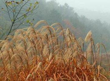 李陵为什么会投降匈奴 最主要的原因是什么导致的