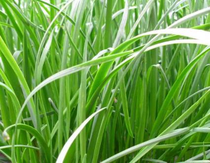 古代骑兵这么的厉害 为什么历代的朝廷都没有大力发展呢