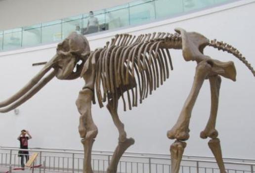 中国中原地区没大象,那象棋中的象是怎么来的