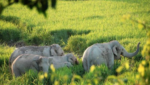 中国中原地区没大象,那象棋中的象是怎么来的