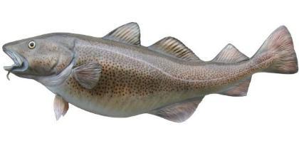 鳕鱼战争是怎么打响的 为什么欧洲人为何独宠鳕鱼呢