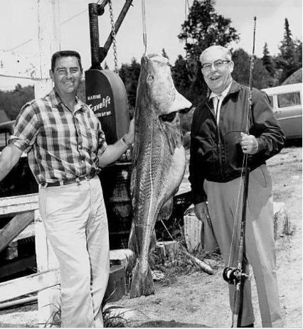 鳕鱼战争是怎么打响的 为什么欧洲人为何独宠鳕鱼呢