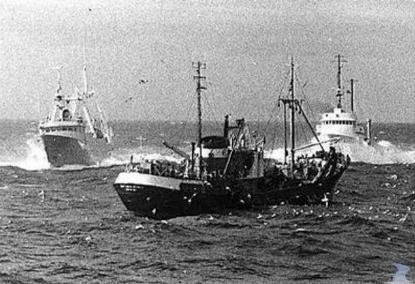 鳕鱼战争是怎么打响的 为什么欧洲人为何独宠鳕鱼呢