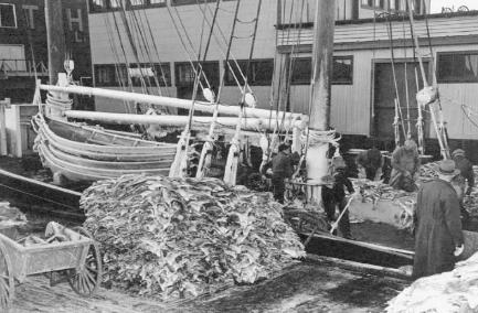 鳕鱼战争是怎么打响的 为什么欧洲人为何独宠鳕鱼呢