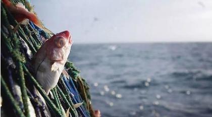 鳕鱼战争是怎么打响的 为什么欧洲人为何独宠鳕鱼呢