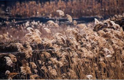 古代人们还没有棉花的时候 是如何度过寒冷冬夜的
