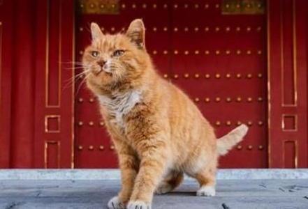 故宫为何要养这么多猫呢 为什么一养就持续了300年之久呢