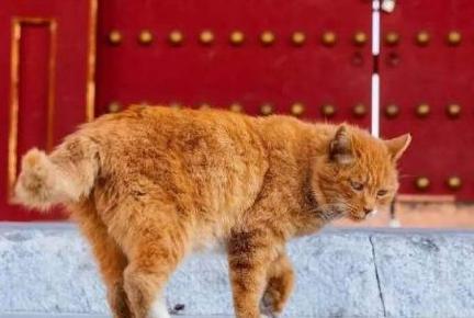 故宫为何要养这么多猫呢 为什么一养就持续了300年之久呢