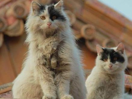 故宫为何要养这么多猫呢 为什么一养就持续了300年之久呢