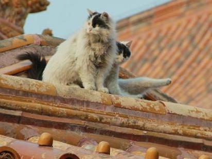 故宫为何要养这么多猫呢 为什么一养就持续了300年之久呢