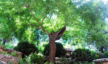 当年吊死崇祯的树怎么样了 如何这棵树还在吗