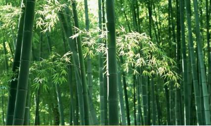 狼筅到底是什么样的武器 其中的制作方式及作战如何