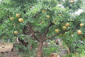 考古学家为什么因为水银而迟迟不开启始皇陵?都是因为专家看到了山上的石榴树。。