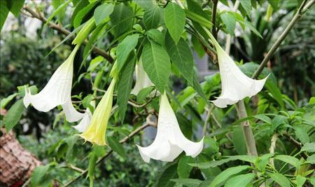 古代的蒙汗药是怎么制成的？解药很常见