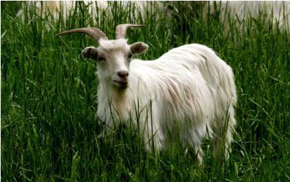 为什么慈禧会禁止朝中吃羊肉 自己又是怎么吃的